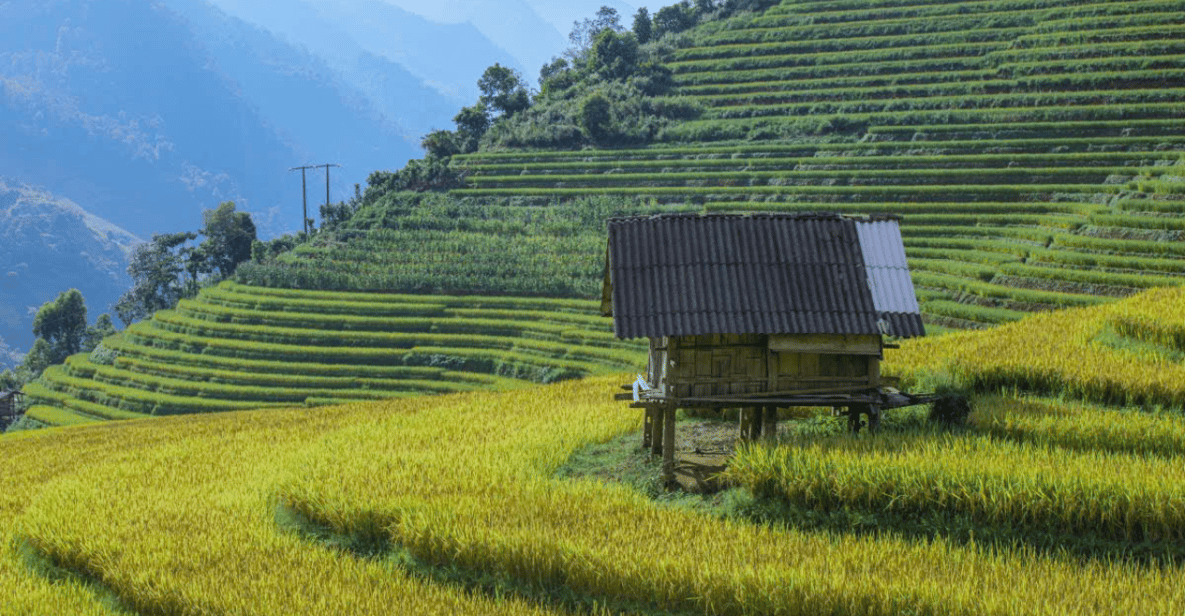 1772255531_bac ha.png